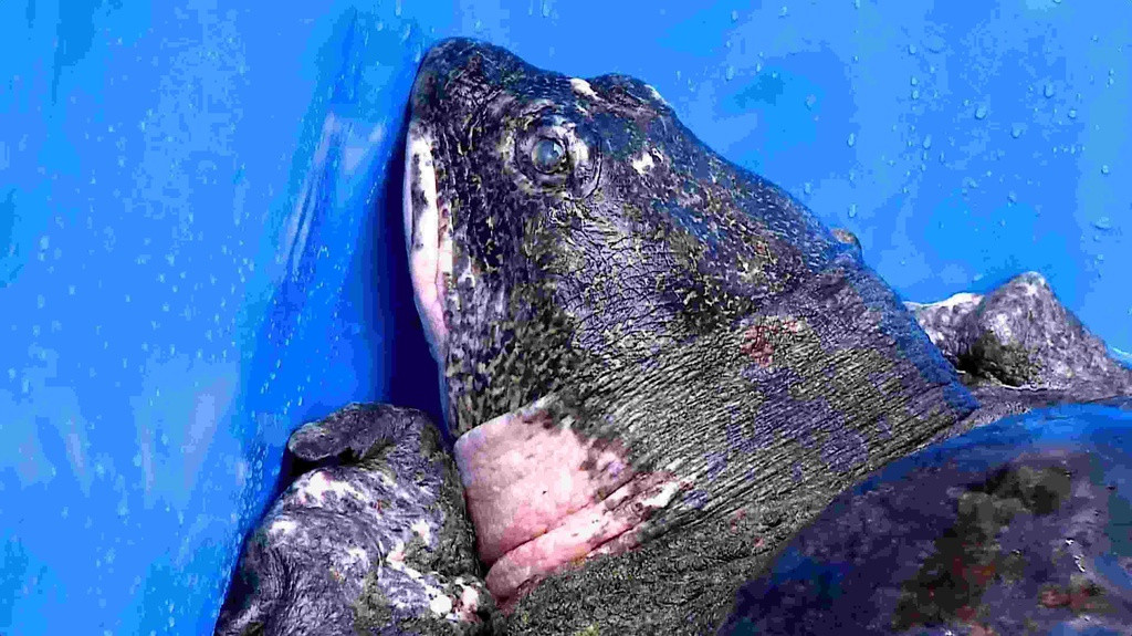 Ngoài cá thể rùa tại hồ Đồng Mô, trên thế giới chỉ còn lại 2 cụ rùa Hồ Gươm hiện đang sống tại vườn thú Tô Châu, Trung Quốc và ở Xuân Khanh, Việt Nam.