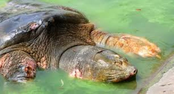 Cụ rùa Hồ Gươm thuộc loài rùa Hoàn Kiếm (còn gọi là giải Thượng Hải khổng lồ) được ghi nhận là loài rùa quý hiếm nhất thế giới. Loài rùa từng phân bố ở một vùng rộng lớn từ phía nam sông Trường Giang (Trung Quốc) đến miền Bắc nước ta. Tại Việt Nam, loài rùa khổng lồ này từng có mặt ở 18 tỉnh, thành phố, phủ rộng từ Bắc bộ đến Bắc Trung bộ.