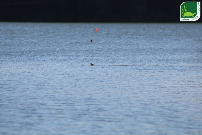 Rùa Hoàn kiếm ở hồ Đồng Mô, ảnh chụp 5/11/2019.