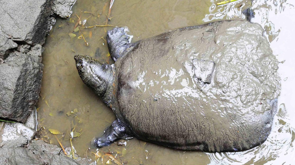 Cụ rùa Hồ Gươm thuộc loài rùa Hoàn Kiếm (còn gọi là giải Thượng Hải khổng lồ) được ghi nhận là loài rùa quý hiếm nhất thế giới.