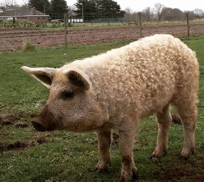 Thịt của lợn Mangalica có màu trắng kem xen lẫn giữa màu đỏ, khá đẹp mắt. Nhưng bạn đừng lo vì chất béo ở lợn này là lành mạnh vì giàu axit béo không bão hòa đa và chất chống oxy hóa.