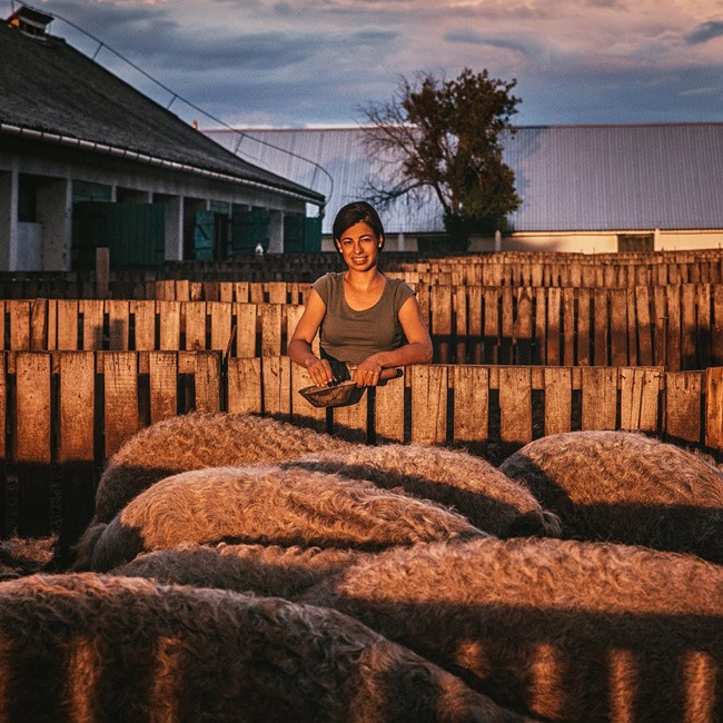 Không chỉ Hungary mà giống lợn này cũng được nuôi ở nhiều nước khác như Séc, Rumani, Slovakia, Thụy Sĩ và cả Mỹ.