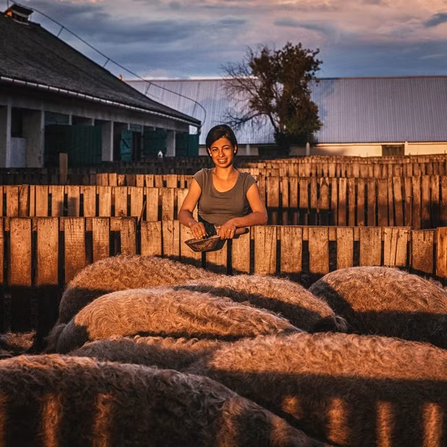 Không chỉ Hungary mà giống lợn này cũng được nuôi ở nhiều nước khác như Séc, Rumani, Slovakia, Thụy Sĩ và cả Mỹ.