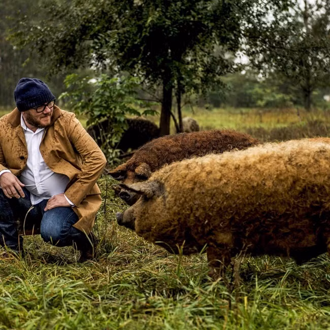 Loài lợn này có tên là lợn lông xù Mangalica. Chúng là giống lợn quý hiếm được xem là "báu vật quốc gia" của Hungary.