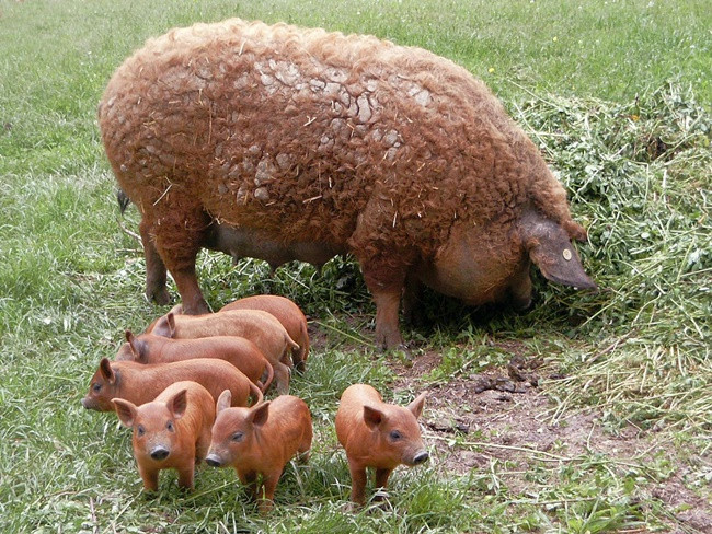 Giá bán lợn Mangalica hiện nay khoảng gần 30 USD/kg (~690.000 đồng).