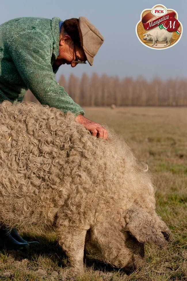 Hiện nay, thịt lợn này được xuất khẩu sang cả Mỹ, Nhật Bản và được phục vụ trong những nhà hàng đắt tiền.