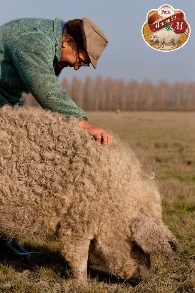Hiện nay, thịt lợn này được xuất khẩu sang cả Mỹ, Nhật Bản và được phục vụ trong những nhà hàng đắt tiền.