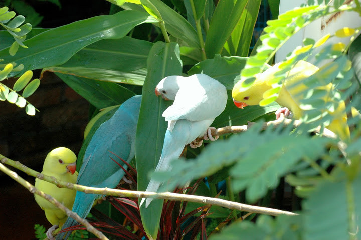 Tuy nhiên, khả năng của mỗi con không giống nhau, khả năng ngôn ngữ của chúng tùy thuộc phần lớn vào sự tương tác giữa người dạy và con vật.