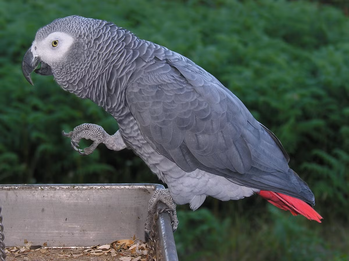 2. Vẹt Xám Châu Phi: Vẹt xám châu Phi sống ở các khu rừng nhiệt đới của Tây và Trung Phi.