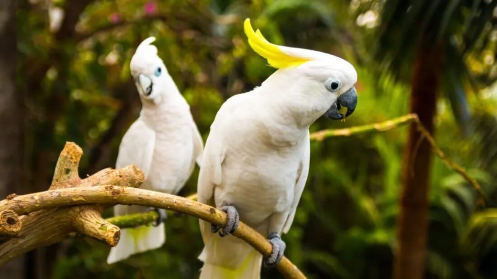 5. Chim vẹt Cockatoo: Với khả năng nghe và bắt chước các loại âm thanh quen thuộc, vẹt mào có khả năng nói tiếng người cực tốt.