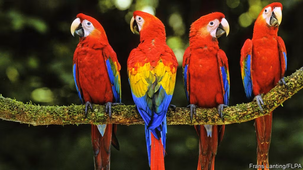 Tuy nhiên, ưu điểm và khuyết điểm luôn tồn tại song hành. Ban đêm vẹt Scarlet Macaw luôn thích dùng giọng sắc lẹm kêu vài tiếng và nói chuyện. Ngoài ra giá cả của chúng không phải là rẻ. Không phải ai cũng có đủ điều kiện để mua được chúng.