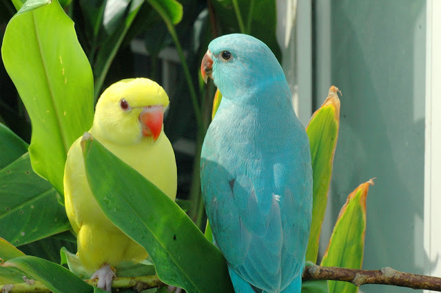 3. Vẹt Indian Ring Parakeet: Loài chim vẹt Indian Ring Parakeet có thể học được khoảng 200 - 250 từ.