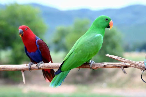 7. Vẹt Eclectus Parrot: Vẹt Eclectus Parrot là loài chim có khả năng phát âm rõ ràng nhất về từ vựng trong các loài chim biết nói.