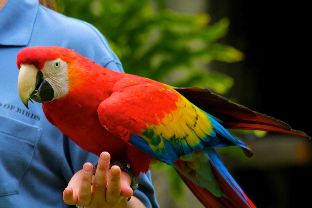 6. Vẹt Scarlet Macaw: Vẹt Scarlet Macaw có màu lông rực rỡ, lại khá quấn người. Hơn nữa khả năng học nói của chúng rất tốt. Đây là loài thú cảnh lý tưởng cho rất nhiều bạn nuôi chim.
