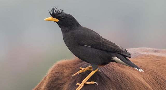 Chim sáo tính cách cũng tốt, không chỉ có thể đậu trên tay, còn có thể học những loại kĩ năng như ngậm, tha…