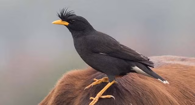 Chim sáo tính cách cũng tốt, không chỉ có thể đậu trên tay, còn có thể học những loại kĩ năng như ngậm, tha…