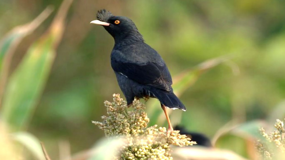 4. Sáo đen: Sáo đen là một trong những loài chim học vẹt được mọi người đón nhận nhất hiện nay. Mặc dù tỉ lệ mở miệng thấp hơn chim Yểng nhưng chúng lại vô cùng thông minh.