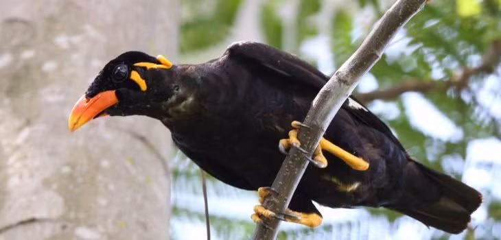 Chim Yểng gây ấn tượng bởi khả năng phát âm chuẩn xác đến bất ngờ. Loài chim này nổi bật với bộ lông màu đen xanh biếc, mỏ màu vàng đỏ, đầu có lông sọc vàng