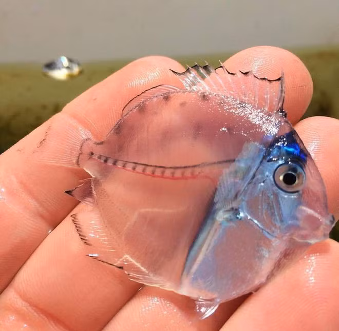 Một chú cá có thân hình trong suốt cực độc đáo.