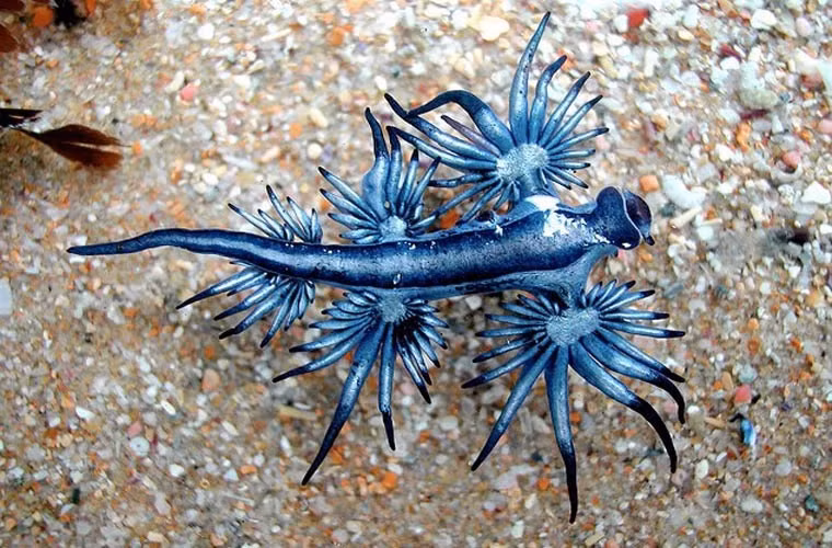 Rồng xanh Glaucus Atlanticus, một trong những loài vật đẹp nhất thế giới và cũng độc nhất thế giới. Nó sống sâu dưới đáy đại dương và có khả năng chống độc cực mạnh.