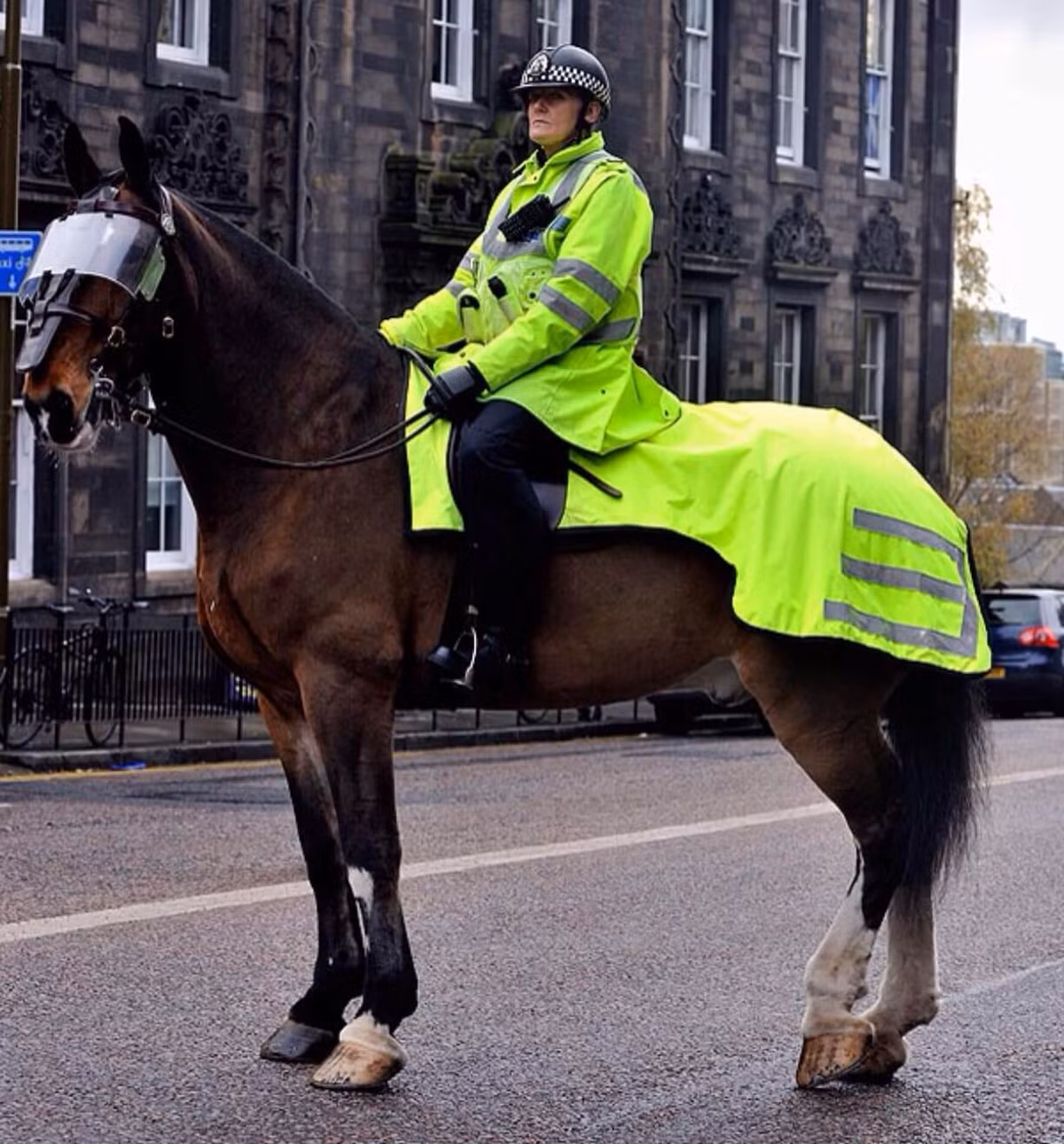 Giống ngựa tuần tra được sử dụng bởi các lực lượng cảnh sát kỵ binh các nước Âu – Mỹ là giống ngựa Châu Âu to lớn, có sức khỏe tốt và sải chân dài, lực chiến rất hoàn hảo tuy nhiên khi vào các trận chiến, chúng thường rất dễ bị hoảng loạn khi nhìn thấy dao kiếm, súng lửa hay đám đông. Chính vì thế ngựa tuần tra sử dụng chống bạo động thường có bịt mặt để giúp ngựa tránh những thương tích không đáng có cũng như để hạn chế tầm nhìn. Ảnh: Ngựa tuần tra của cảnh sát Anh với bịt mặt.