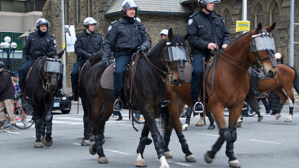 Trong những năm 1960, người ta đã phát hiện ra ngựa không chỉ phù hợp cho những nghi lễ mà còn rất hiệu quả trong quản lý đám đông cũng như giao thông, từ đó người ta đã huấn luyện ngựa để sử dụng cho việc tuần tra trên đường phố mà không làm ảnh hưởng đến người dân, bản thân nó cũng như những chú ngựa khác. Ảnh: Cảnh sát Mỹ tuần tra với ngựa.