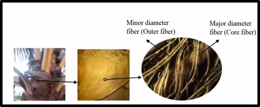 Cũng theo Tiến sĩ Mohammad Jawaid cho biết, kết quả của bài bắn đã cho thấy độ sâu của áp lực tạo ra bởi việc viên đạn bị chặn tác động vào cơ thể là 25,61mm, tương đối thấp hơn so với giới hạn có thể chịu đựng tối đa là 44mm theo tiêu chuẩn của NIJ. Ông cũng cho biết thêm rằng, tấm cứng chống đạn làm từ vật liệu dừa có thể tiết kiệm rất lớn, giá thành sản xuất giảm đi tới 44% so với việc chế tạo một tấm cứng làm từ sợi Kevlar. Ảnh: Các bộ phận của dừa được áp dụng làm áo giáp chống đạn.