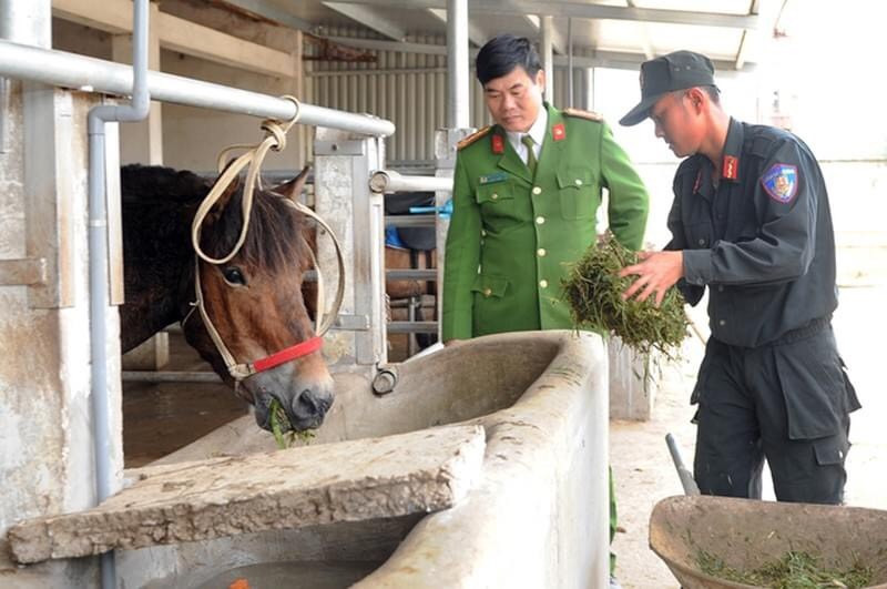 Đoàn Cảnh sát cơ động Kỵ binh nằm trong khuôn viên có diện tích khoảng 4ha, bao gồm cả khu nhà điều hành, ăn ở, sinh hoạt của cán bộ chiến sĩ, khu chuồng trại, bãi chăn thả, huấn luyện,… đây là nền tảng cơ sở vật chất cơ bản để đơn vị nuôi dưỡng, chăm sóc, huấn luyện đàn ngựa và phục vụ công tác chiến đấu. Ảnh: Chăm sóc ngựa tại Đoàn CSCĐ Kỵ binh. Nguồn: Công An Nhân Dân.