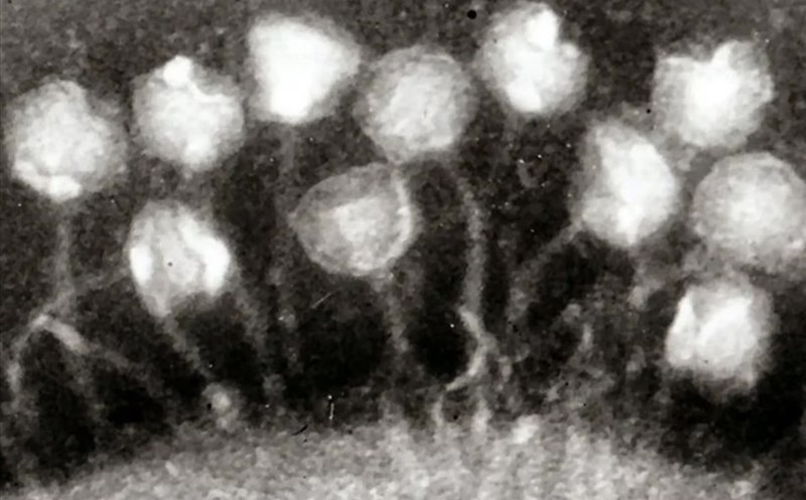 Các nhà khoa học cho rằng khi nhiệt độ toàn cầu tăng lên do biến đổi khí hậu, nhiều khả năng virus và vi khuẩn trong sông băng và băng vĩnh cửu có thể tái sinh và lây nhiễm cho động vật hoang dã địa phương.