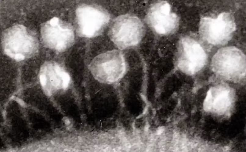 Các nhà khoa học cho rằng khi nhiệt độ toàn cầu tăng lên do biến đổi khí hậu, nhiều khả năng virus và vi khuẩn trong sông băng và băng vĩnh cửu có thể tái sinh và lây nhiễm cho động vật hoang dã địa phương.