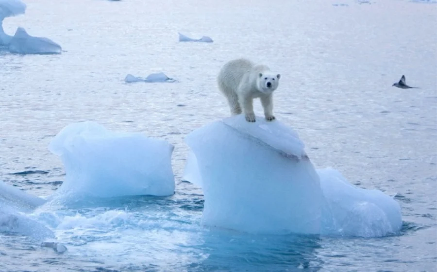Băng tan cũng đã tạo ra một số lo ngại về tác động của các loài virus cổ đại khi chúng được hồi sinh. Trong bối cảnh dịch COVID-19 vẫn chưa thực sự kết thúc, những lo ngại là hoàn toàn có cơ sở, khi các virus cổ đại có thể mang tới một đại dịch chết người cho thế giới.