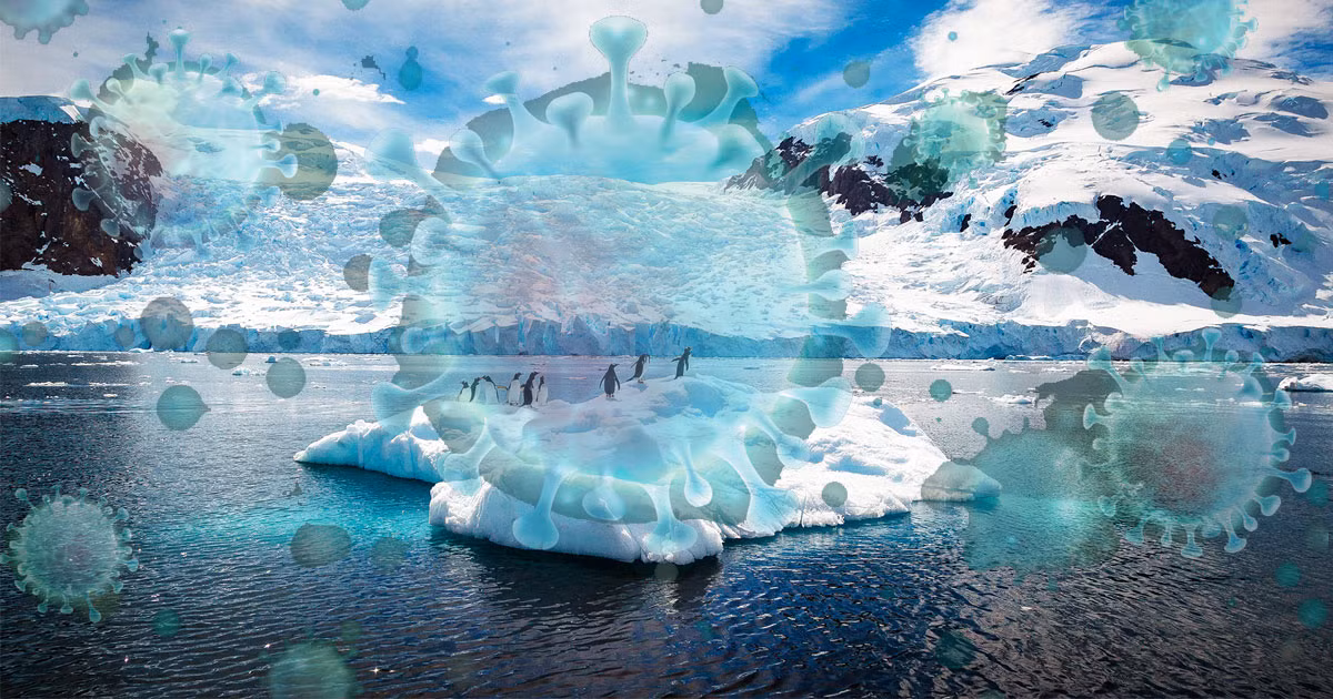 Vào năm 2016, một đợt bùng phát bệnh than ở miền Bắc Siberia (Nga) đã làm một trẻ em thiệt mạng và lây nhiễm bệnh cho ít nhất 7 người khác.