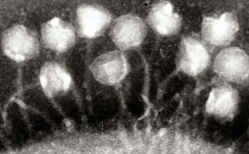 Các nhà nghiên cứu đã đem xác virus cổ đại này về phòng thí nghiệm và thử hồi sinh nó. Thật kinh ngạc, các thây ma bé nhỏ này không những sống lại mà nhanh chóng hoạt động y như chưa từng trải qua hàng chục ngàn năm trong mộ băng.