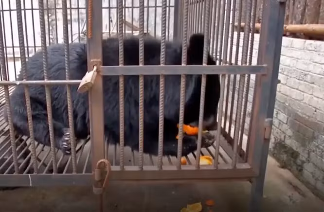 Cô gái tên Su Yun, đến từ một ngôi làng ở tỉnh Vân Nam, tây nam Trung Quốc, nói mình đã nuôi một thú cưng được cho là " chó ngao Tây Tạng" trong 2 năm. (Ảnh: New York Post)