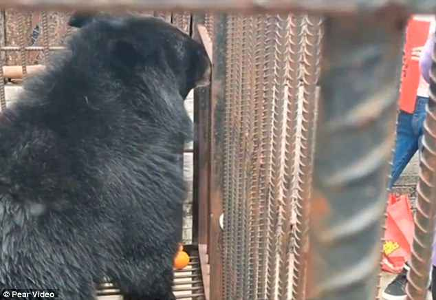 Gấu đen châu Á hay còn gọi là gấu ngựa - loài động vật quý hiếm được đưa vào danh sách trong sách đỏ của IUCN (Hiệp hội bảo tồn thế giới).