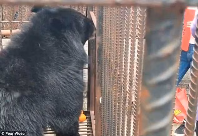 Gấu đen châu Á hay còn gọi là gấu ngựa - loài động vật quý hiếm được đưa vào danh sách trong sách đỏ của IUCN (Hiệp hội bảo tồn thế giới).