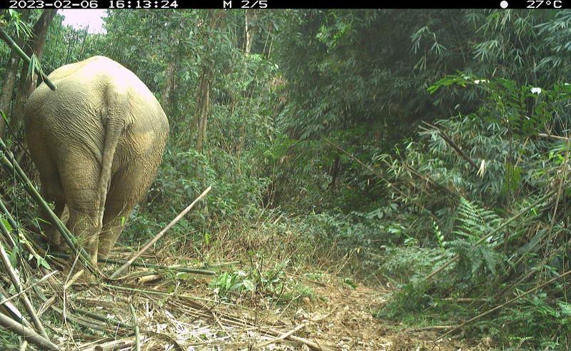 Do thức ăn trên đảo nhiều nên 2 con voi này không di chuyển đi chỗ khác.
