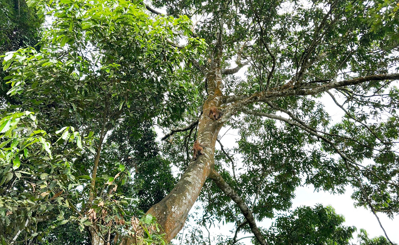 Chúng được phát hiện lần đầu vào năm 2019 thông qua bẫy ảnh.