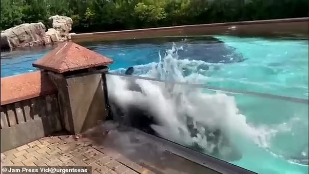 "Cá voi sát thủ cô đơn nhất thế giới" qua đời - Hình 4 Đoạn phim cho thấy Kiska liên tục đập đầu vào bức tường trong cái bể nhỏ bé của nó.