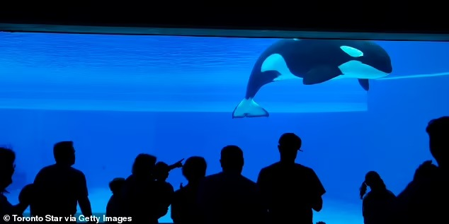 "Cá voi sát thủ cô đơn nhất thế giới" qua đời - Hình 5 Kiska được nhìn thấy qua khu vực quan sát dưới nước ở Vịnh Hữu nghị tại Marine Land.