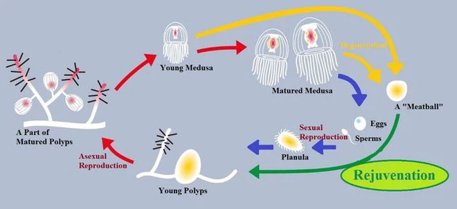 Theo các tài liệu khoa học, điều này được thực hiện thông qua một quá trình được gọi là "sự chuyển dịch tế bào". Trong đó, một dạng tế bào ở cơ thể gốc có thể chuyển đổi thành dạng tế bào khác. Trong quá trình này giống sứa của loài sứa bất tử sẽ được chuyển hóa thành các Polip trong nhóm Polip mới.