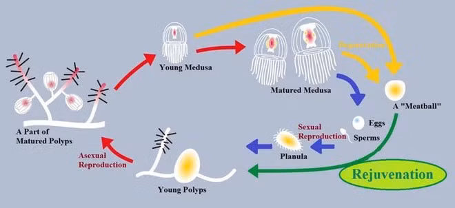 Theo các tài liệu khoa học, điều này được thực hiện thông qua một quá trình được gọi là "sự chuyển dịch tế bào". Trong đó, một dạng tế bào ở cơ thể gốc có thể chuyển đổi thành dạng tế bào khác. Trong quá trình này giống sứa của loài sứa bất tử sẽ được chuyển hóa thành các Polip trong nhóm Polip mới.