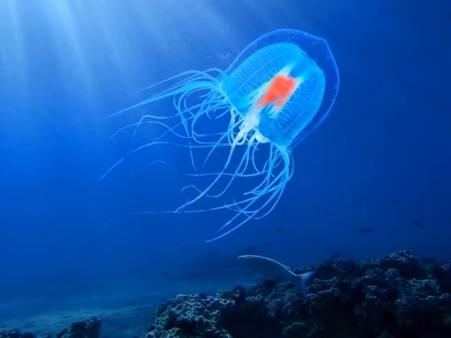 Sứa hải đăng xuất hiện cách đây 400.000 năm, được cho là có nguồn gốc ở vùng biển Caribbe. Do khả năng có thể quay ngược vòng đời nên chúng lặng lẽ xâm chiếm và có mặt trên tất cả đại dương của Trái Đất. Tuy nhiên, các nhà khoa học nhận thấy Sứa hải đăng chủ yếu sinh sống ở các khu vực nhiệt đới.