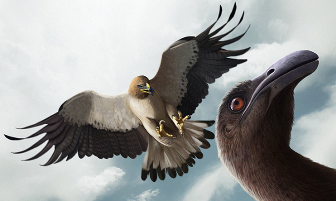 Ngoài sải cánh khổng lồ, Dynatoaetus gaffae còn có các móng vuốt dài tới 30 cm.