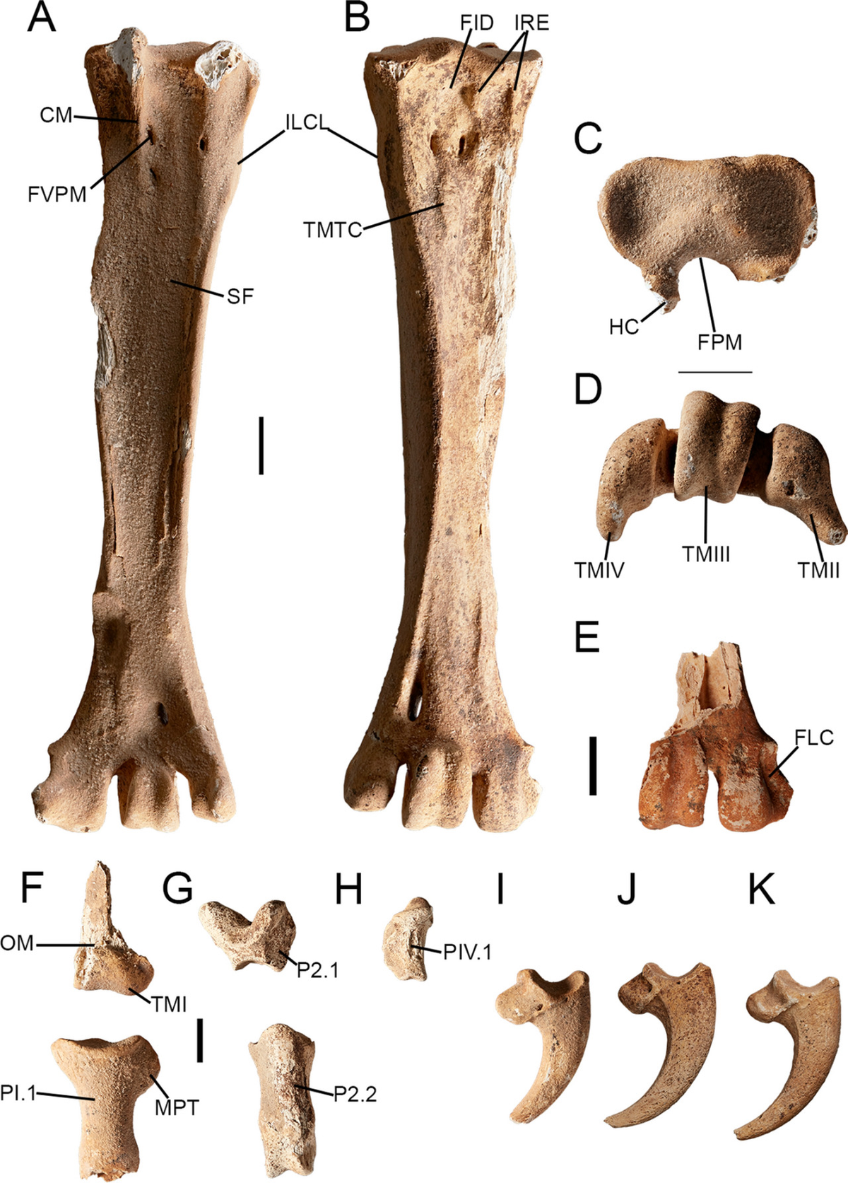 Dynatoaetus gaffae sống cách đây từ 50.000 đến 70.000 năm và là loài đại bàng lớn nhất từng sống ở Australia, thậm chí có khả năng là loài đại bàng lớn nhất hành tinh vào thời điểm đó.