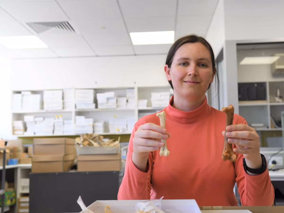 Phân tích xương cho thấy Dynatoaetus gaffae có thể có hình dạng tương tự loài đại bàng săn khỉ hay đại bàng Philippines (Pithecophaga jefferyi) còn sống ở châu Á hiện này, nhưng có kích thước lớn gấp đôi.