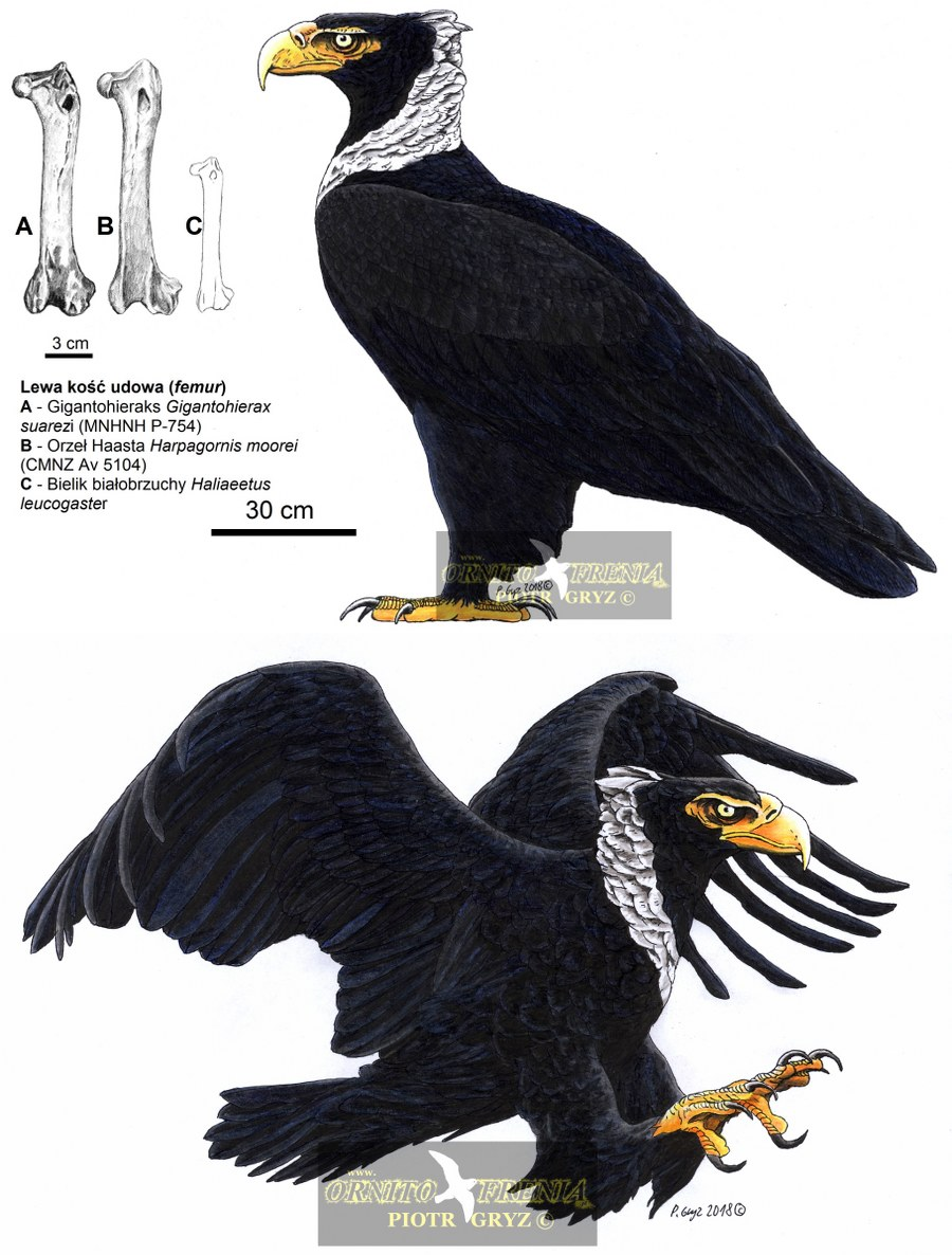 Chỉ có hai loài đại bàng đã tuyệt chủng được cho là lớn hơn Dynatoaetus gaffae. Một là Gigantohierax suarezi chuyên săn bắt động vật gặm nhấm khổng lồ ở Cuba cách đây 5.000 - 12.000 năm.