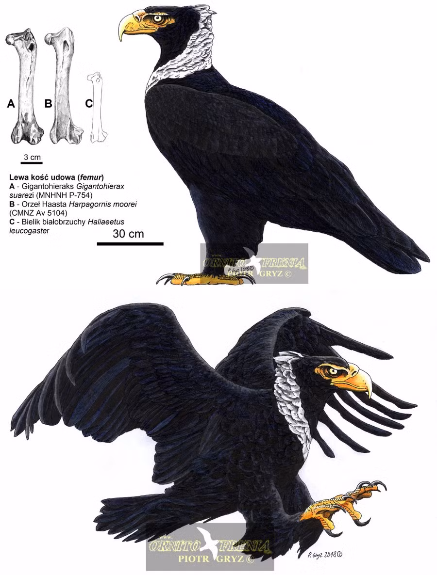 Chỉ có hai loài đại bàng đã tuyệt chủng được cho là lớn hơn Dynatoaetus gaffae. Một là Gigantohierax suarezi chuyên săn bắt động vật gặm nhấm khổng lồ ở Cuba cách đây 5.000 - 12.000 năm.