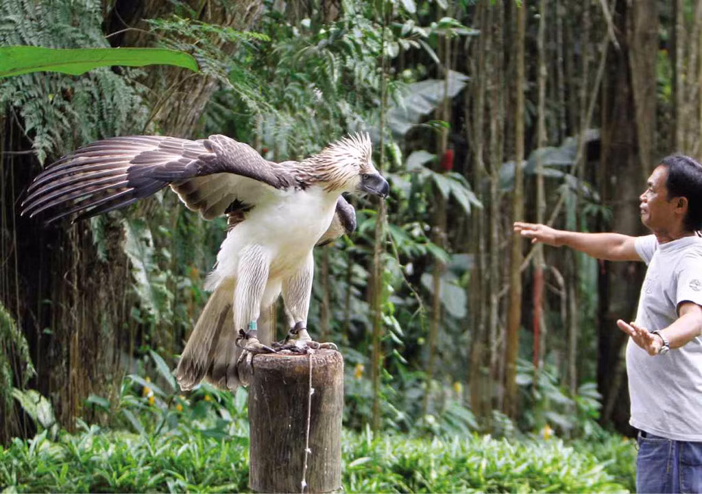 Chân của chúng to, có màu vàng nổi bật với vuốt màu đen. Mỏ màu xám hơi xanh cùng với đôi mắt xanh xám giống chim ưng. Nó có sải cánh dài 184 đến 220 cm với chiều dài cánh bình thường là 57,4-61,4 cm, đuôi là 50 cm. Loài chim này trở thành loài chim quốc gia ở Philippines.