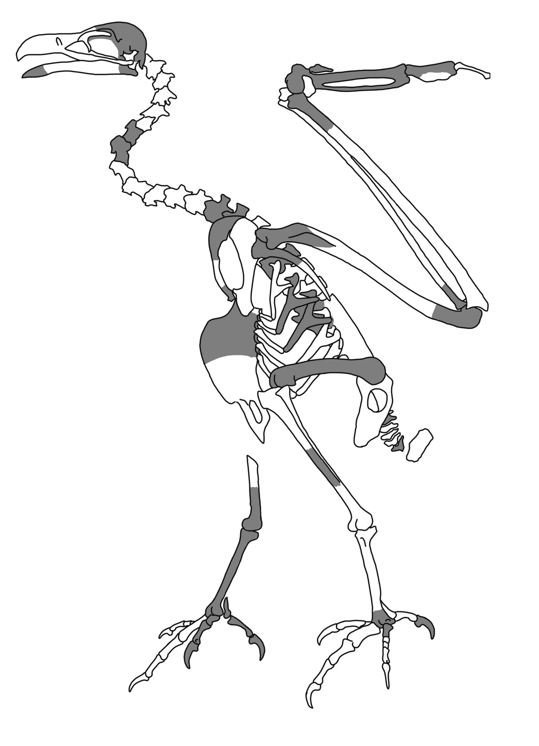 Hóa thạch cúa Dynatoaetus gaffae bao gồm xương cánh, chân, móng vuốt, xương ức và hộp sọ, được tìm thấy từ năm 1959 đến năm 2021 trong một hang động thẳng đứng sâu 17 m ở bang Nam Úc.